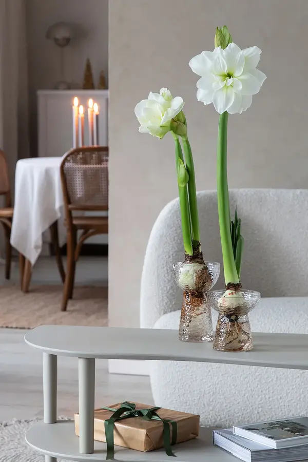 6_Novent Amaryllis
