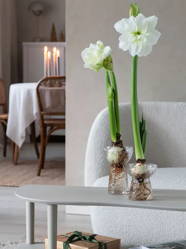 6_Novent Amaryllis