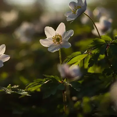 Grace Asiatisk Butikk